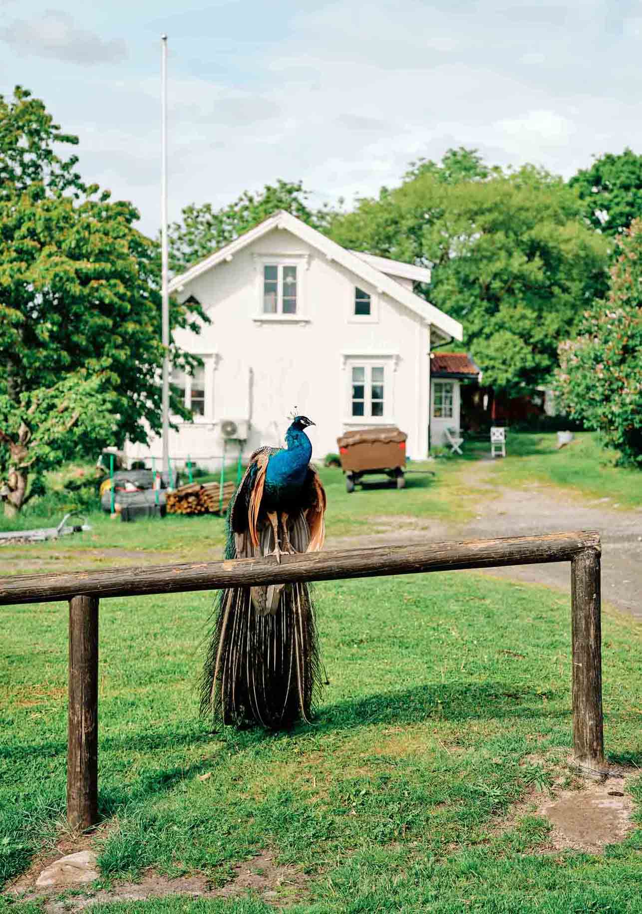 Påfuglen fra Gundersen gård sitter på et gjerde på gården
