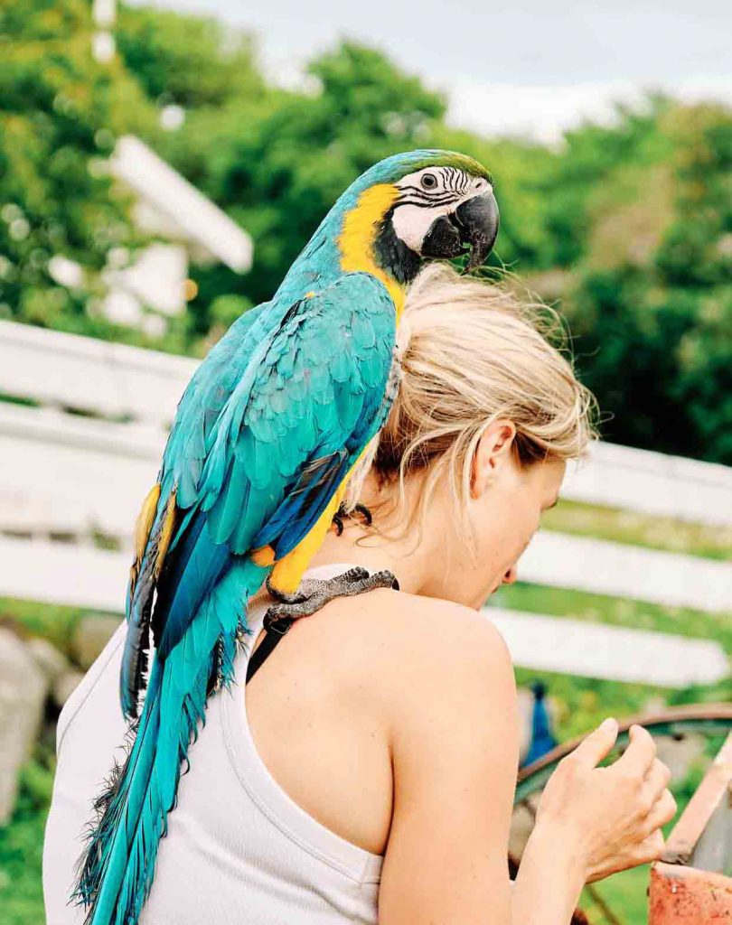Ara papegøye som sitter på skulderen