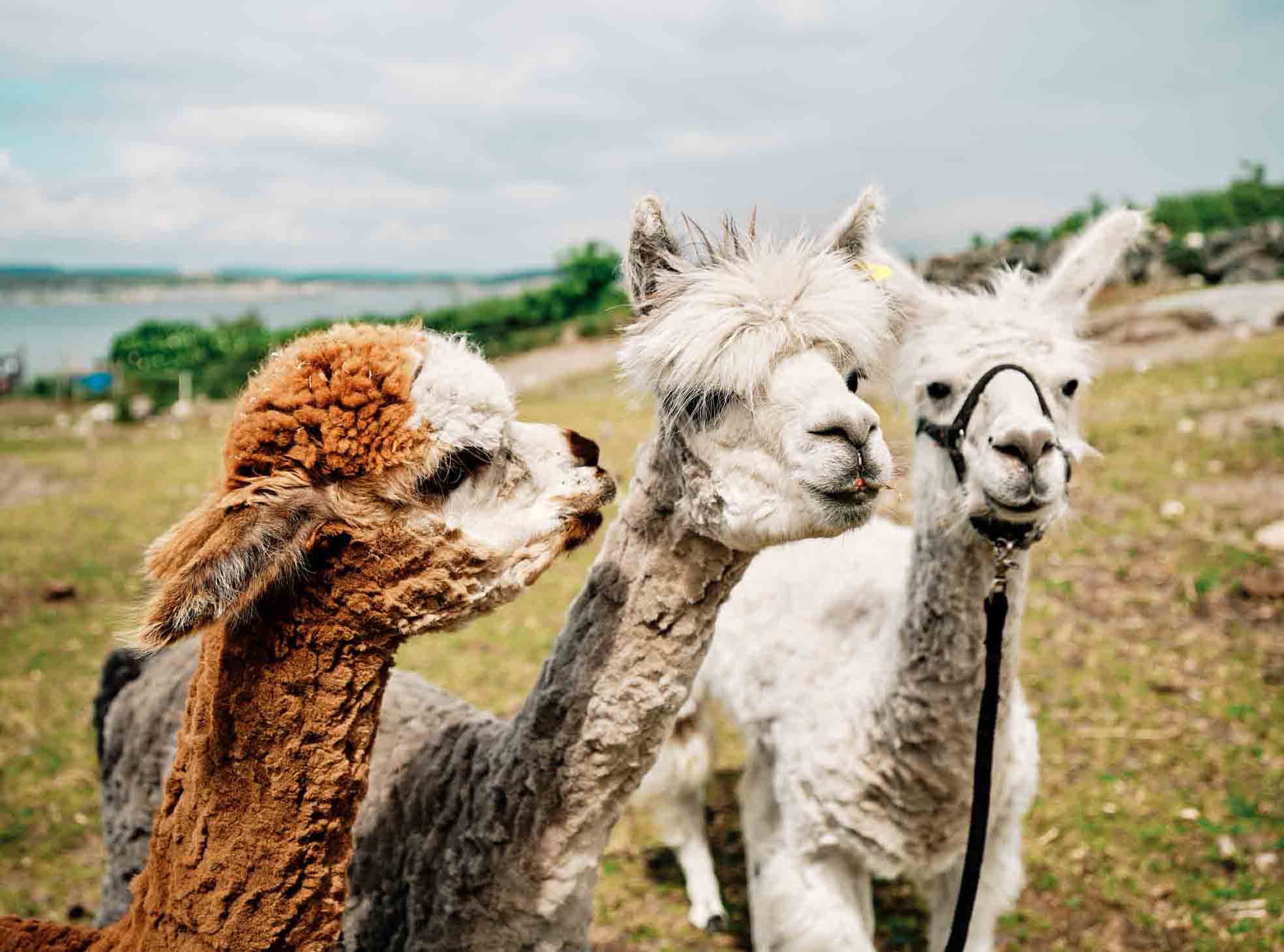 3 lamaer  koser seg på gården